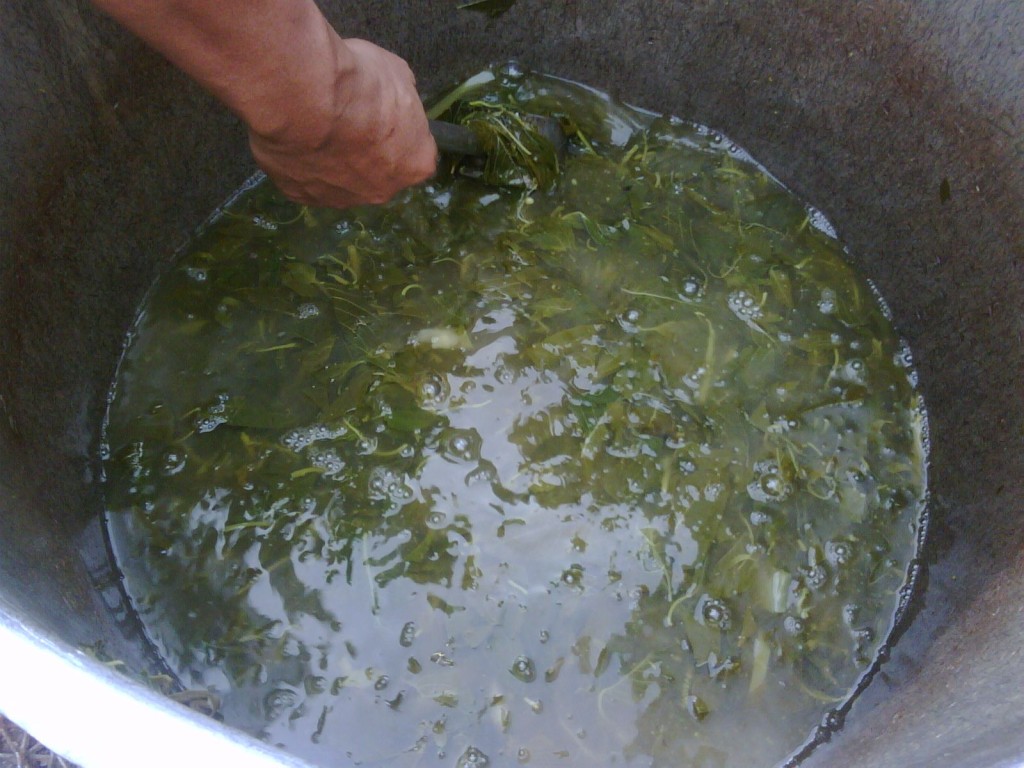 Verkochte Papaya Blätter während der Essensausgabe in Kerobokan